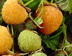fertodi aranyfurtu sarga malna